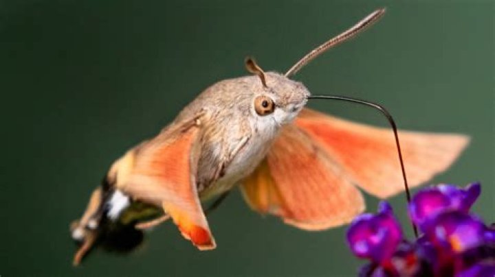 Does a hummingbird bee sting