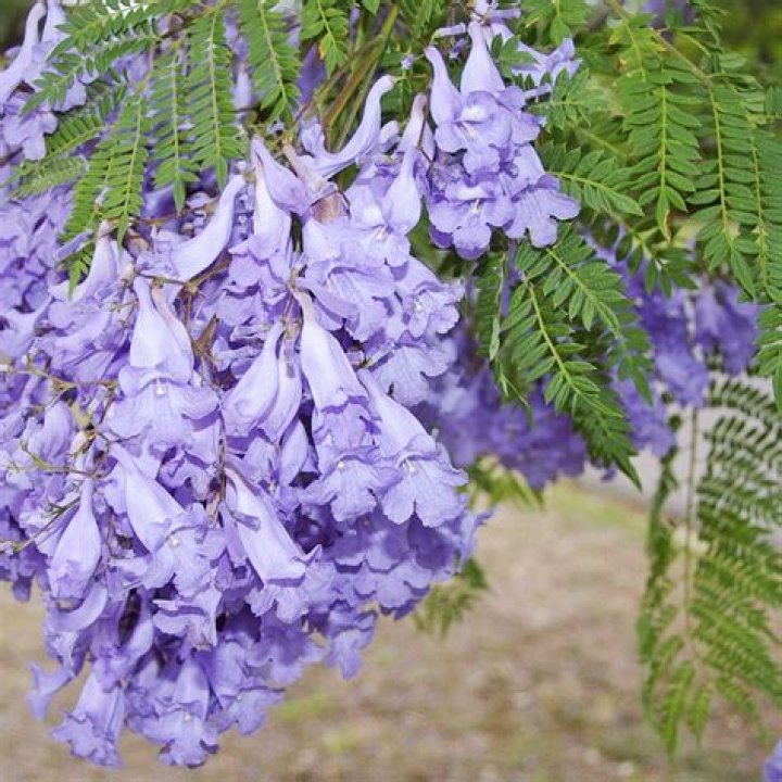 Does a jacaranda lose its leaves