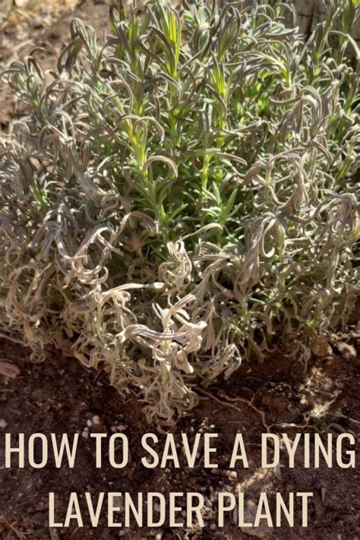 Does a lavender plant need sunlight