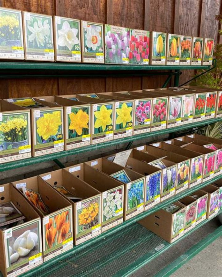 Does Ace Hardware carry plants
