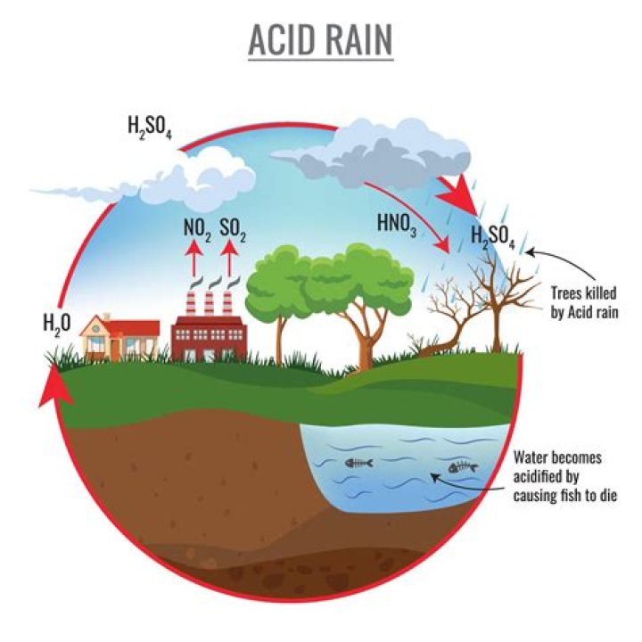 Does acid rain hurt plants