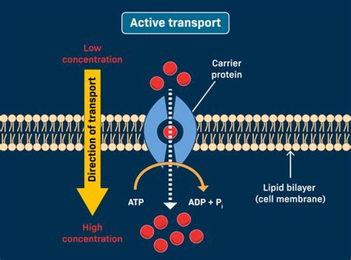 Does active transport occur in phloem