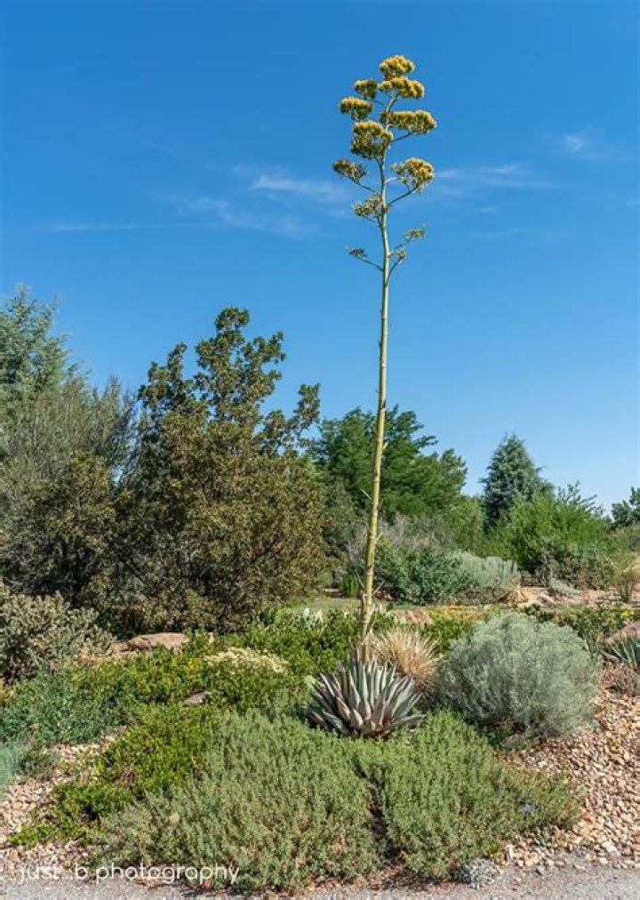 Does agave grow in California