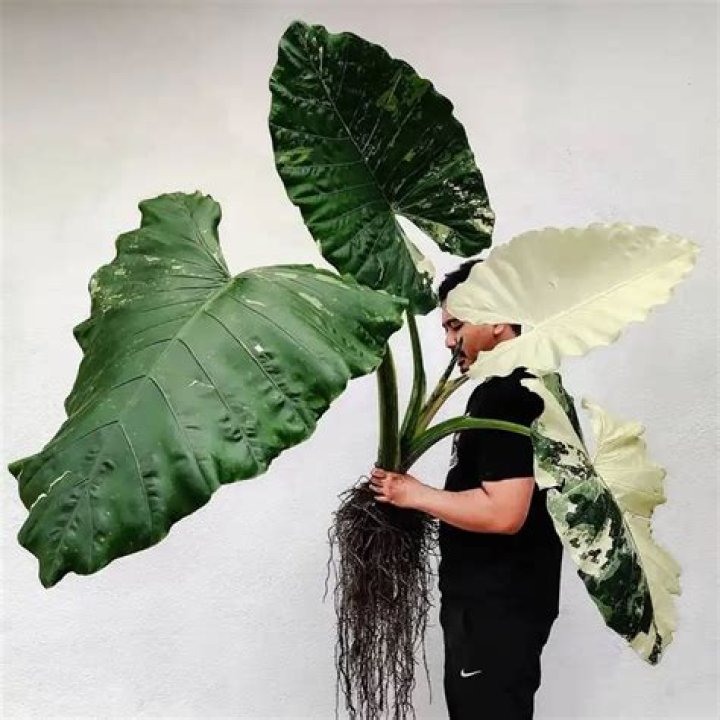Does alocasia need sun