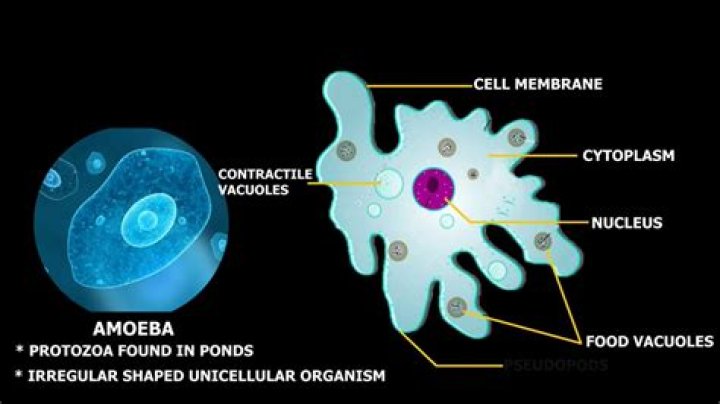 Does amoeba have a nucleus