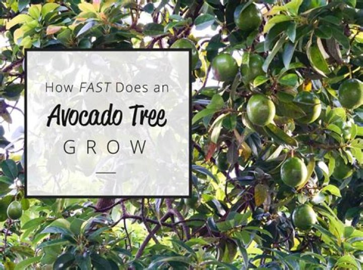Does an avocado tree look like
