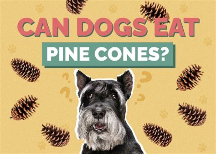 Does anything eat pine trees
