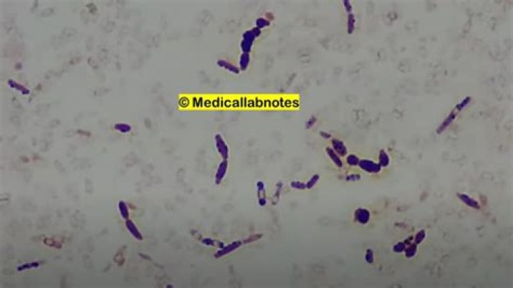 Does Bacillus cereus ferment maltose