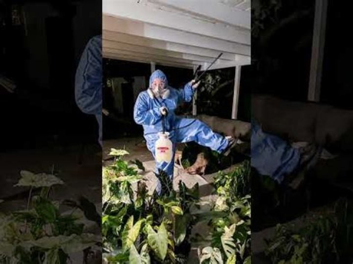 Does bifenthrin kill spider mites