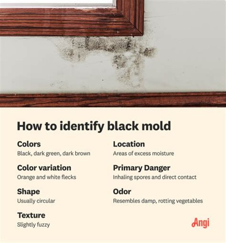 Does black mold grow in humidifiers