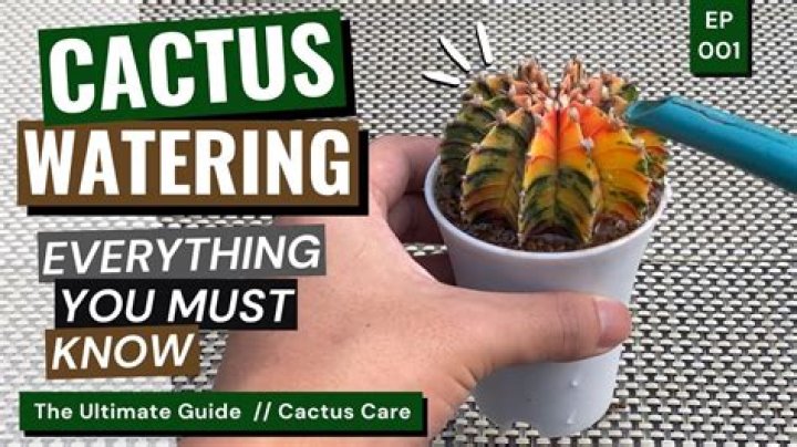 Does cactus have wood