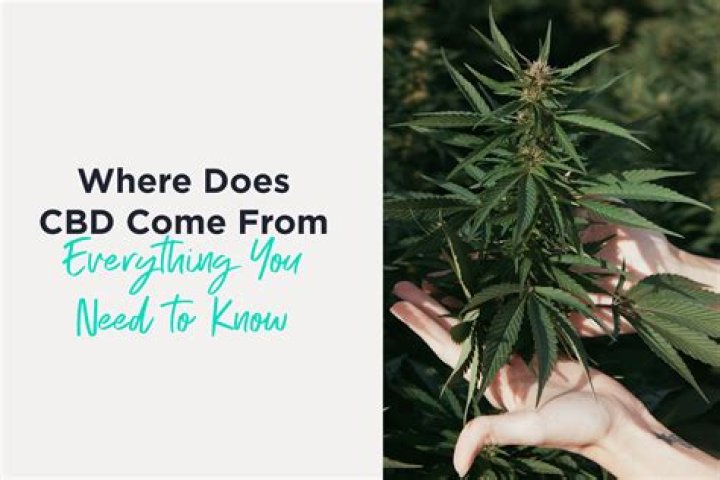 Does CBD come from the male plant