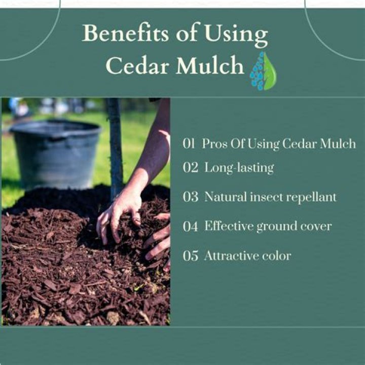 Does cedar make good mulch
