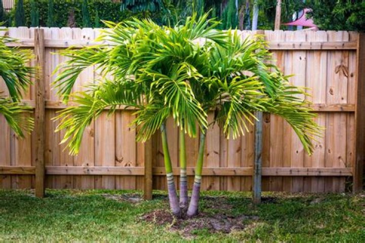 Does China have palm trees