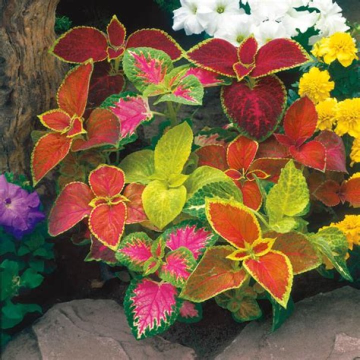 Does coleus do well in shade