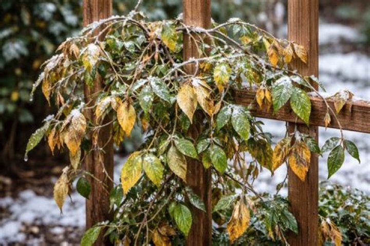 Does coreopsis die back in winter