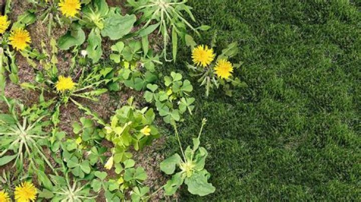 Does cornmeal stop weeds from germinating