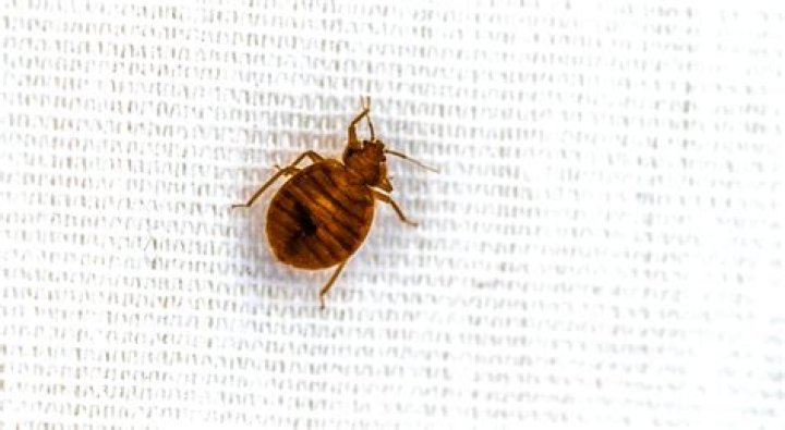 Does dryer kill bed bugs