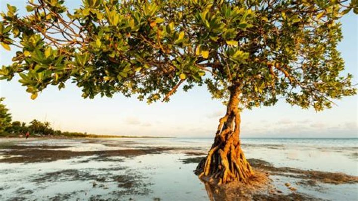 Does Florida have mangroves