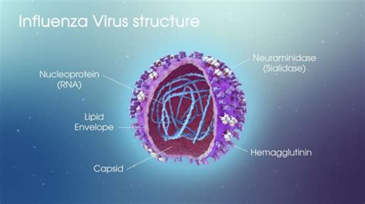 Does flu virus reproduce