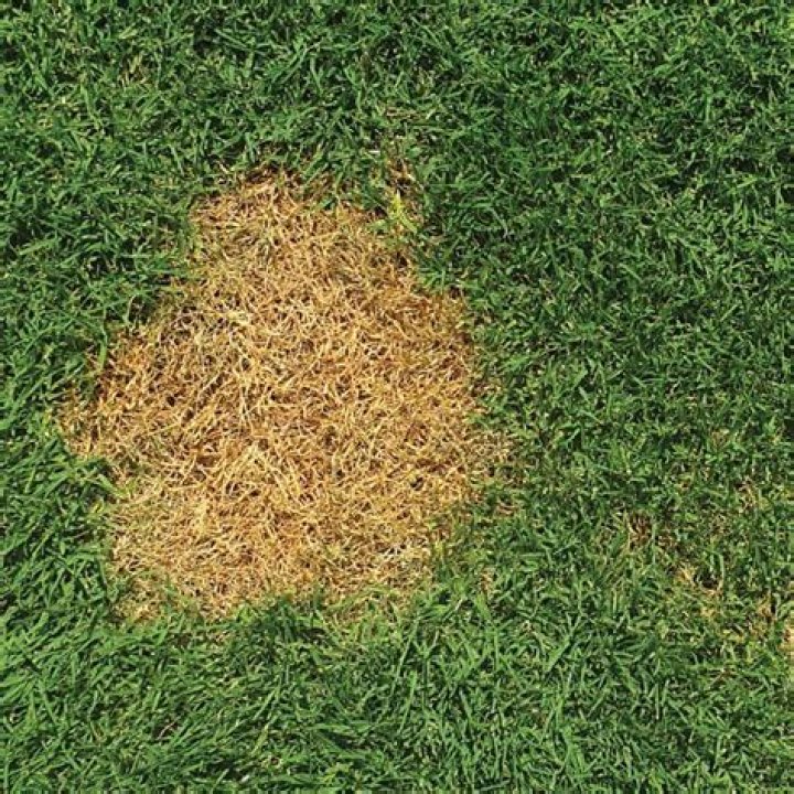 Does Fox pee burn grass