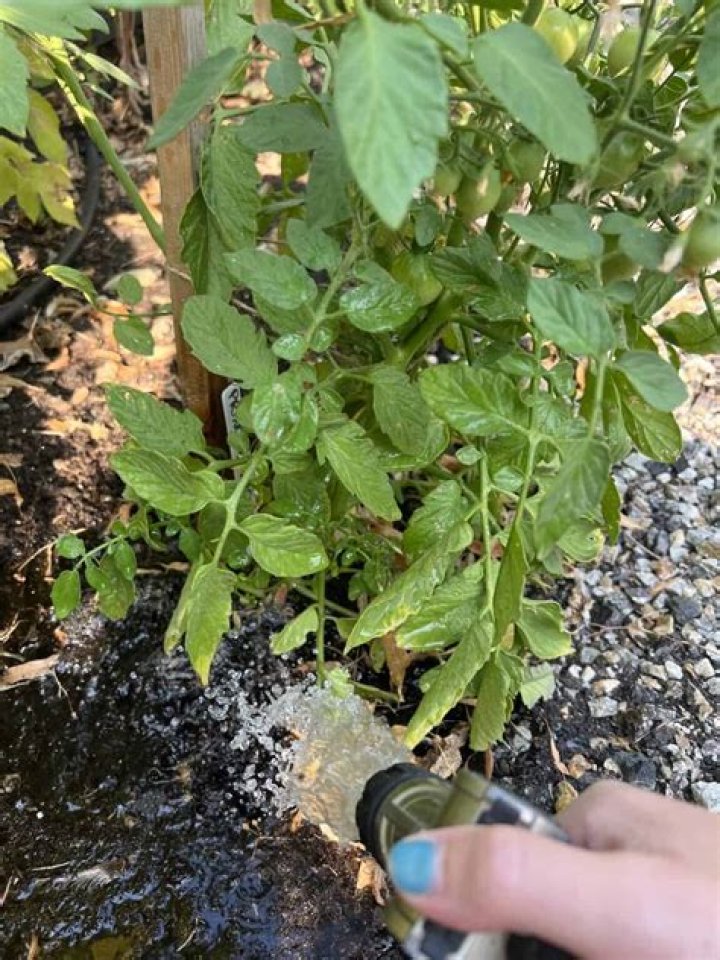 Does garlic need a lot of water to grow