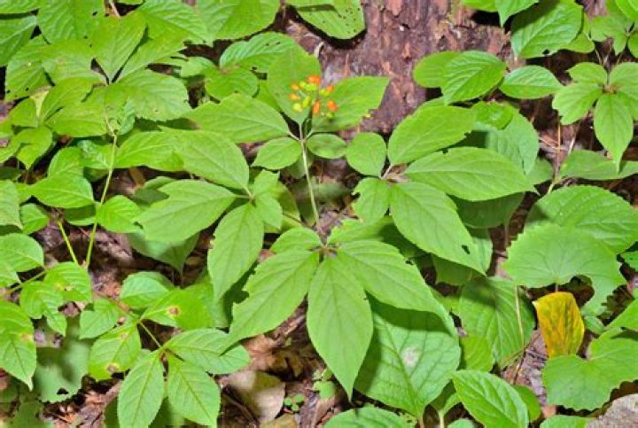 Does ginseng grow in Alabama