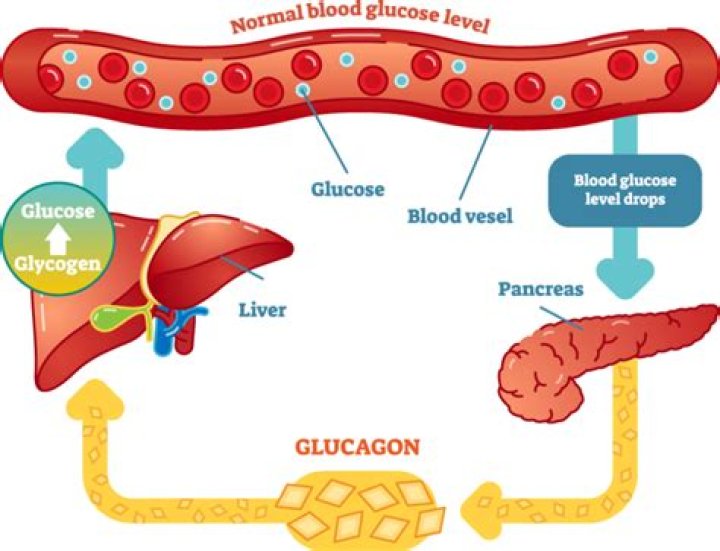 Does glycerol raise blood sugar