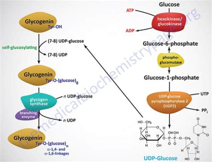 Does glycogen synthesis require ATP