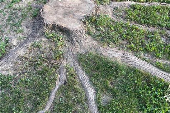 Does grinding a tree stump kill the roots