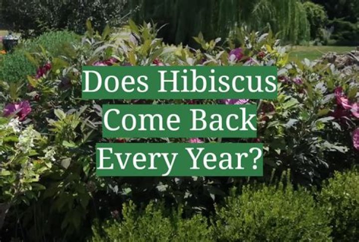 Does hibiscus plant come back every year