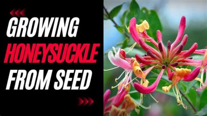 Does honeysuckle grow fast