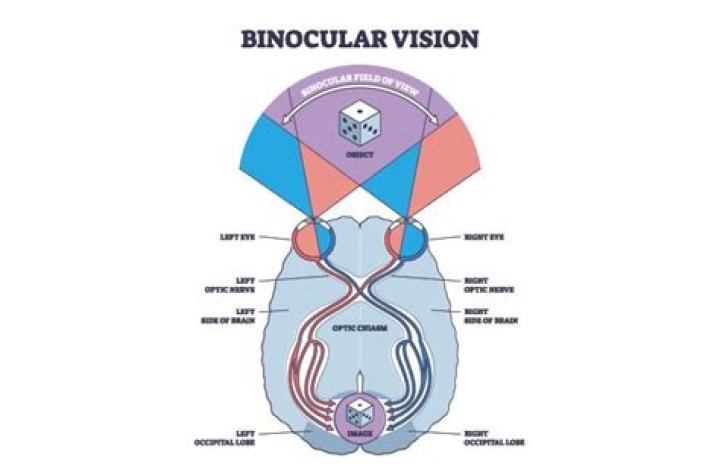 Does human have binocular vision