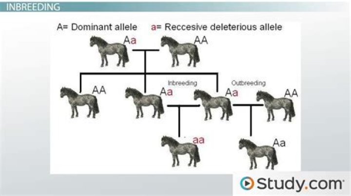 Does inbreeding affect chickens