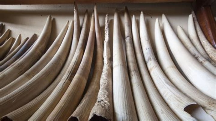 Does ivory decompose