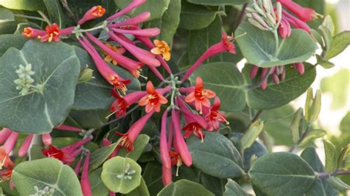 Does Major Wheeler honeysuckle have a scent