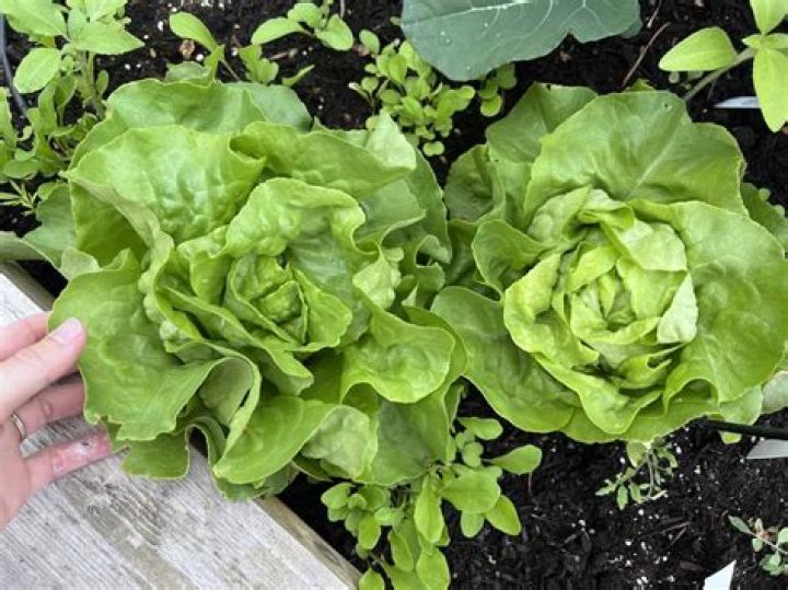 Does mesclun need full sun