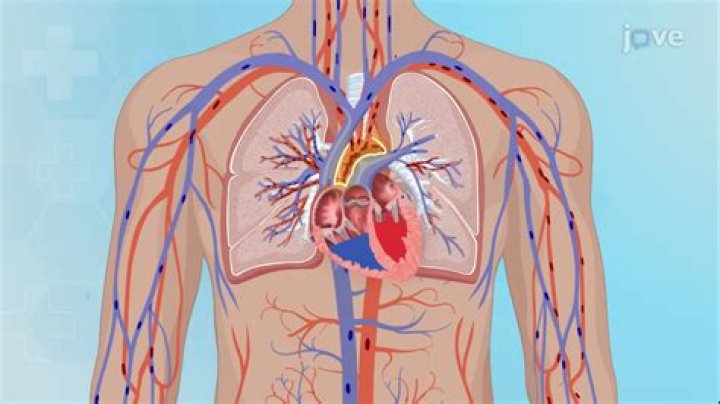Does mesenchyme contain blood vessels