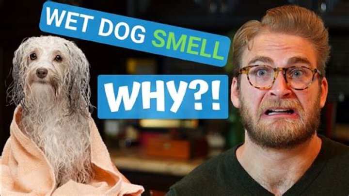 Does mold smell like wet dog