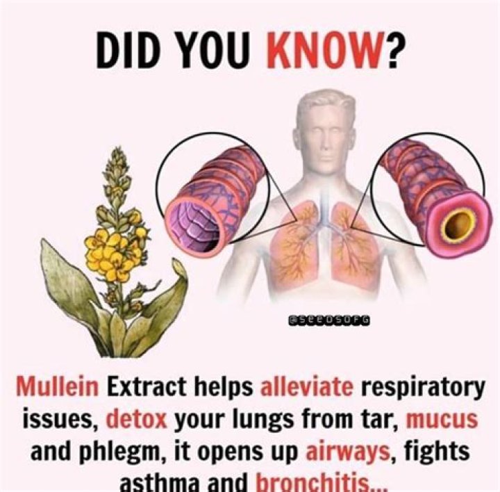 Does mullein help with asthma