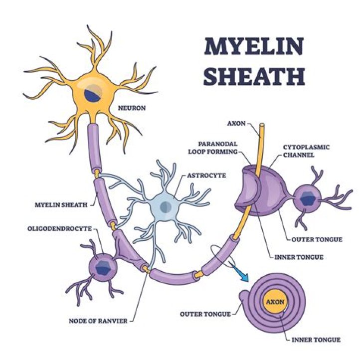 Does myelination increase with age