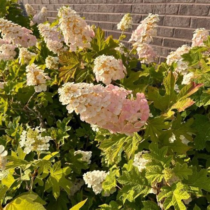 Does oakleaf hydrangea need full sun