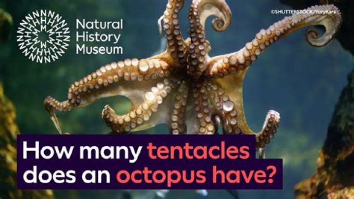 Does octopus have fat