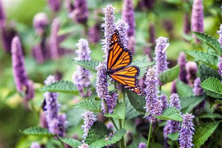 Does parsley attract butterflies