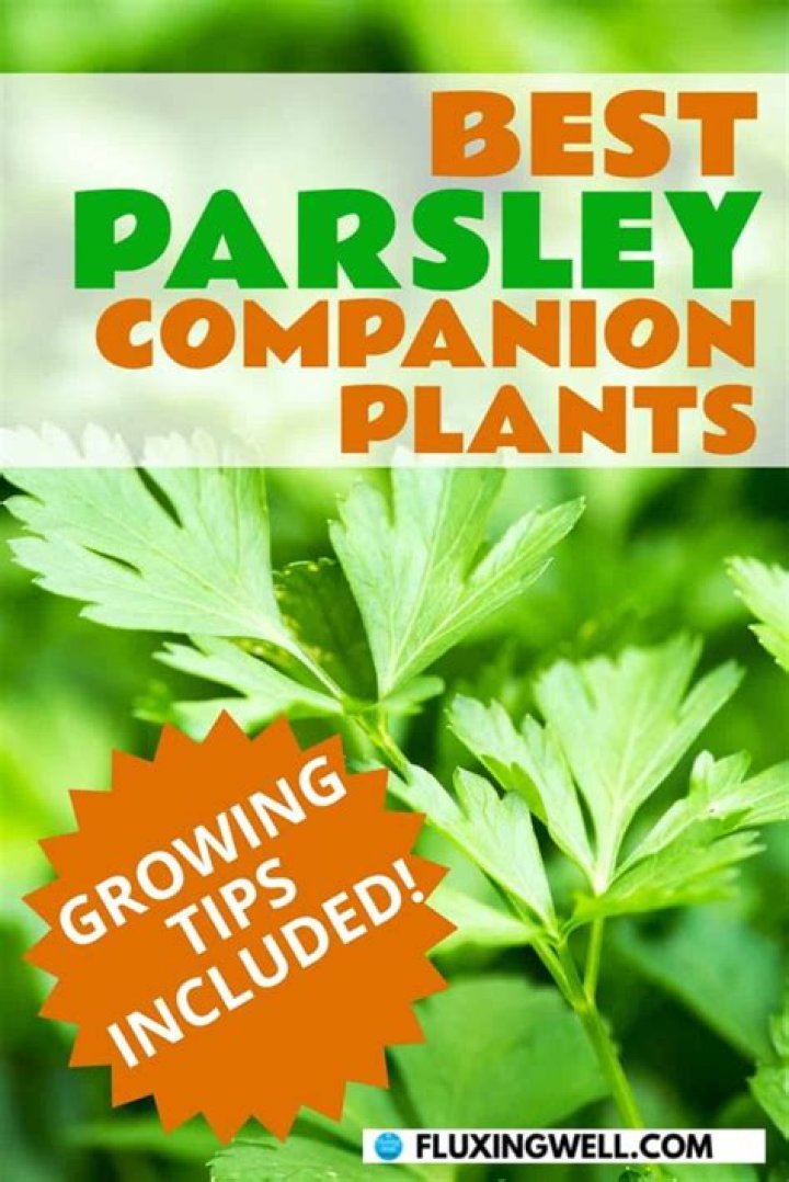 Does parsley need fertilizer