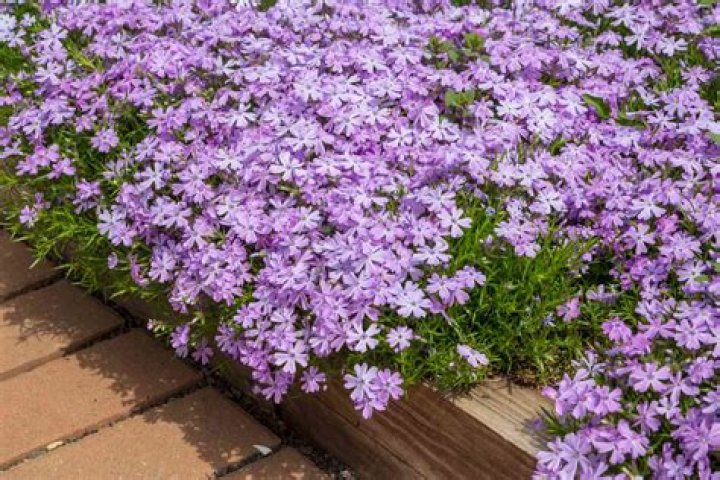 Does phlox need sun or shade