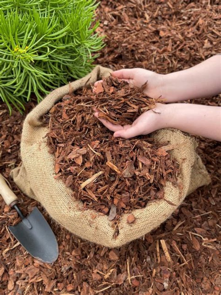 Does pine make good mulch