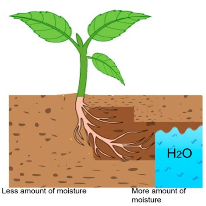 Does plant absorb oxygen