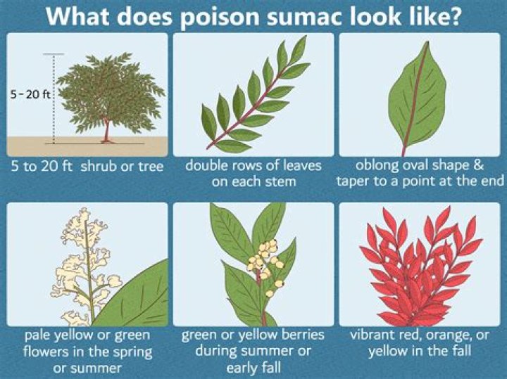 Does poison sumac grow in Tennessee