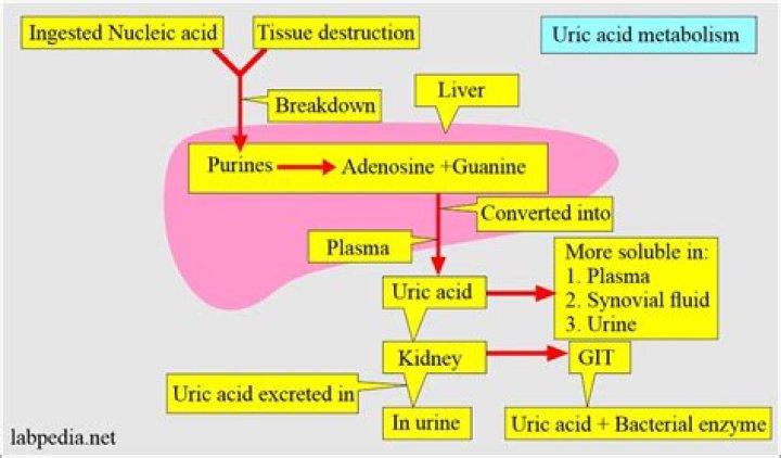 Does prednisone increase uric acid